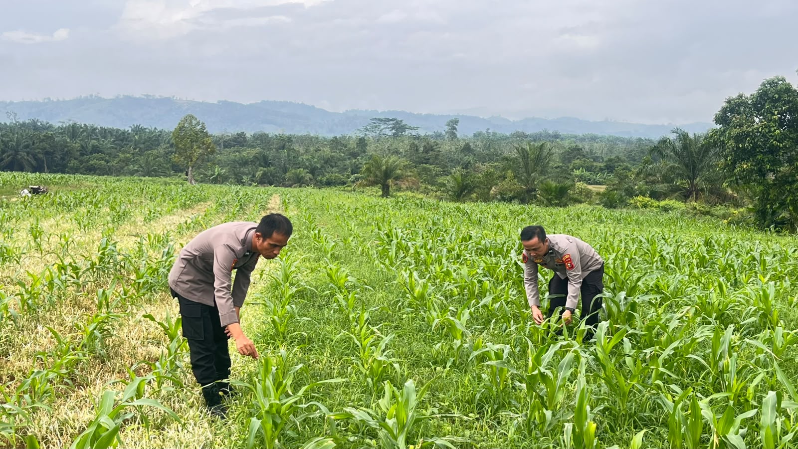 *Dukung Program Presiden RI, Polres Rohul Cek Perkembangan Jagung di Lahan Ketahanan Pangan Seluas 6 Hektare*